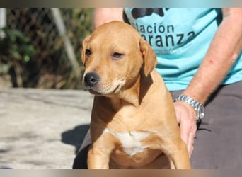 Austin wünscht sich ein eigenes Körbchen