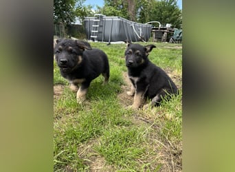 Deutscher Schäferhund Welpen