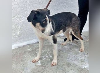 Naira, wartet schon so lange im Tierheim