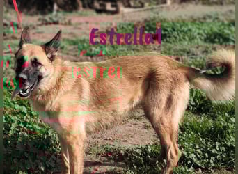 Estrella1 05/2021 (in Deutschland) - sportliche, hübsche Deutsche Schäferhund Mix Hündin!