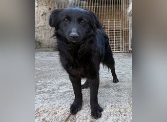 GORDI❤️liebes, verschmustes kroat. Schäferhund-Mix-Mädel