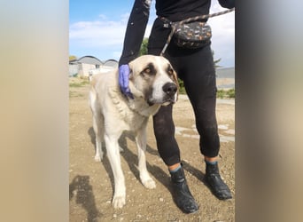 Pancho, ein zarter großer Rüde