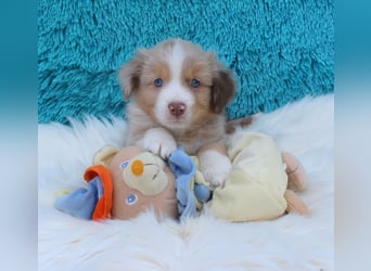 Super schöne Miniature Australian Shepherd Schmusebärchen aus liebevoller Hausaufzucht .