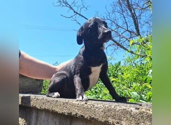 Lizi, Mischling