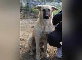 Arlo, geb. ca. 02/2023, lebt in GRIECHENLAND, im städt. Tierheim Serres