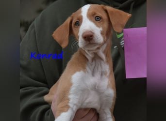 Konrad geb. 03/2025 (ESP) - lustiger Podenco Ibicenco Welpe!