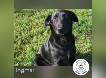 Ingmar: Dein treuer Begleiter!