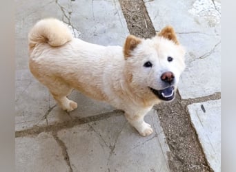 Chow-Chow Mädchen *Natascha* sucht das richtige Zuhause