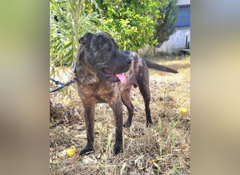 SID ❤️ verspielter Hundejunge mit großem Herz