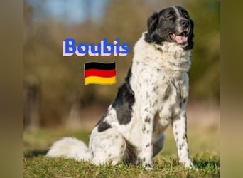 !!NOTFALL!!Boubis,geb.01/22,aufmerksamer Bub sucht eine führende Hand,bef.sich in 64579 Gernsheim