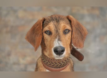 Schleifen Sie Luca zum Goldschatz?
