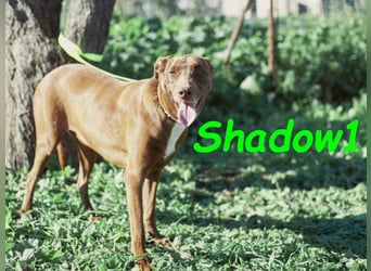 Shadow1 10/2021 (ESP) - liebevoller und sehr sozialer Podenco-Mix, ein treuer Menschenfreund!