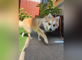 Wanda SR – Kleine Spitz-Prinzessin sucht liebevolles Zuhause