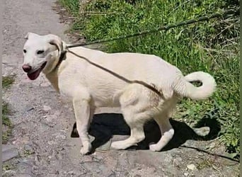 Dante, Labrador Mischling