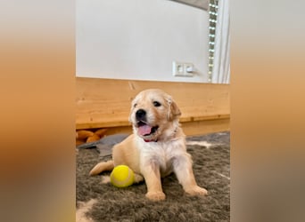 Golden Retriever Welpen