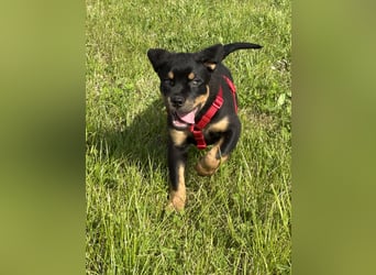 Reinrassige Rottweiler Welpen ,  Abholung bereit Sportliche leistung  Zucht