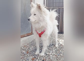 ❤️ nordische Schönheit KIARA - 2 Jahre, 58cm/21kg - Samojede