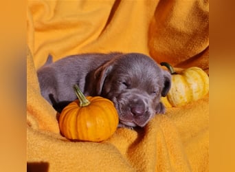 Aussiedor Labrador Australian Shepherd mit Ahnentafel