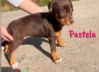 Pastela 12/2024 (ESP) - verspielte, kleine Bodeguero-Pinscher-Mix Welpin!