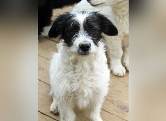 Herziger KELVIN sucht Kuschelpartner fürs Leben