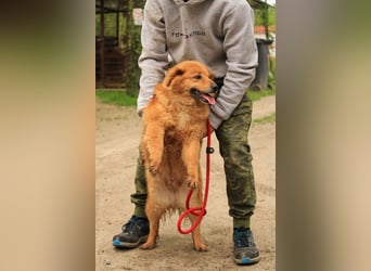 Nymeria LM – kleine Hündin mit großem Herz