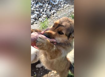 Chester - Flausch mit Herz