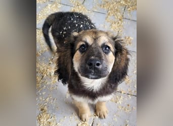 Julio ❤️ sozialer Jungrüde sucht dich!