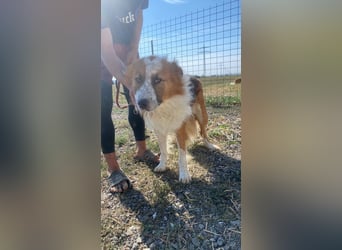 Wunderschöner „Hope“ Collie Mix ca. 6 Jahre auf der Suche nach dem Glück