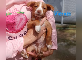 Viernes 01/2025 (ESP) - sozialer und verspielter Podenco Bub!