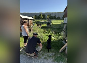 OEB Boxer Mix Nero aus schlechter Haltung