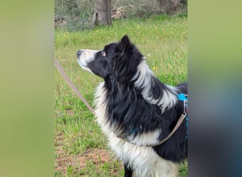 Poncho sucht sein Zuhause für immer