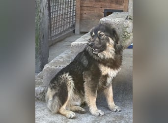 Aramis ❤️ liebevoll aufgeweckter Jungrüde