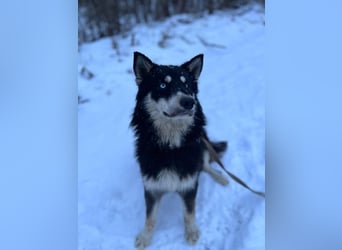 Bezaubernder Tierschutzhund Artek❤️sucht Pflege- oder Endstelle in liebevollem Zuhause