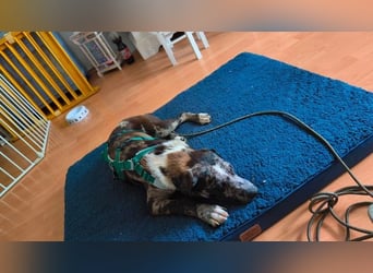 Merlin sucht eine liebevolle Familie