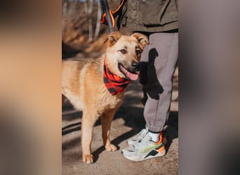 Hundemädchen Mila sucht Familie