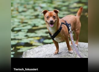 Flo, ein süßer Troll sucht seine Menschen