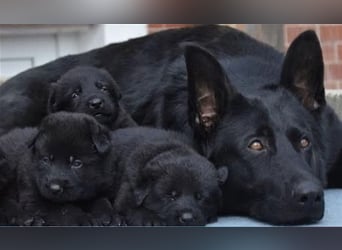 Welpen, Schäferhundwelpen vom Verein für deutsche Schäferhunde mit Papiere