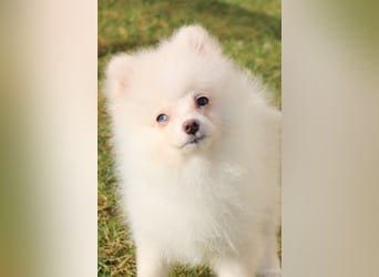 Zwergspitz Pomeranian "Vanilla" Hündin 4 Monate kann ins neue Heim ziehen