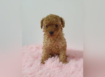 Toy Pudel Hündin in Apricot