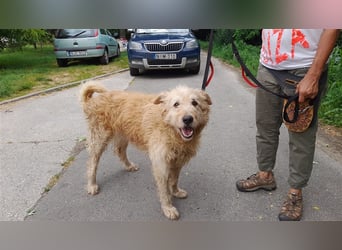 Messi, ein Hund mit viel Potential