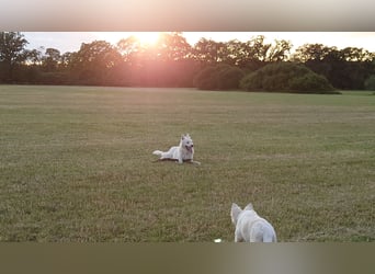Welpen Weiße Schweizer Schäferhunde