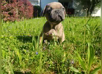 Reinsrassige französische Bulldogge Babys