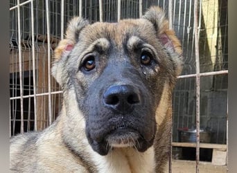 LOTTIE❤️HSH-Mix-Hündin: eine wahre Frohnatur und treue Begleiterin