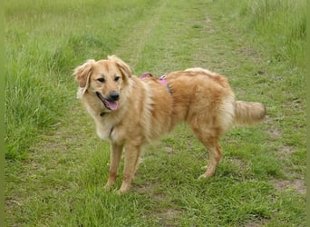 Sally sucht ein liebevolles Zuhause