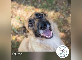 Rube: Liebevolle Begleiterin