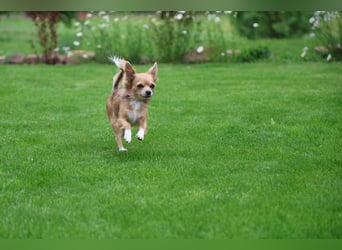 Supersüßes Mini Chihuahua Mädchen