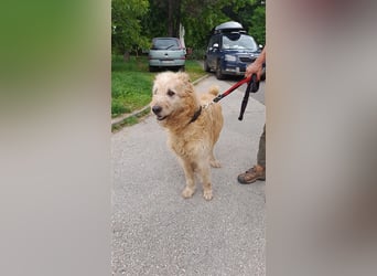Messi, ein Hund mit viel Potential