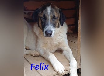 Felix geb. 02/2022 (GRC) - geselliger, verschmuster und freundlicher, junger Rüde!