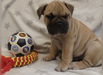 Freiatmige Bulldoggenwelpen Abgabebereit