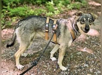 Nadja - freundliche, verspielte Schäferhund-Mix Hündin / Pflegestelle in 38...Remlingen